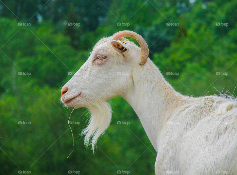 billy goat on a green background