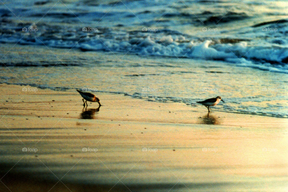 sea birds