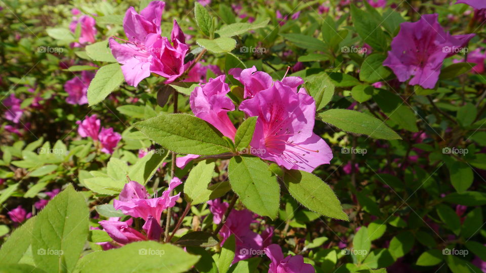 Bright Pink Azalea in Sunlight