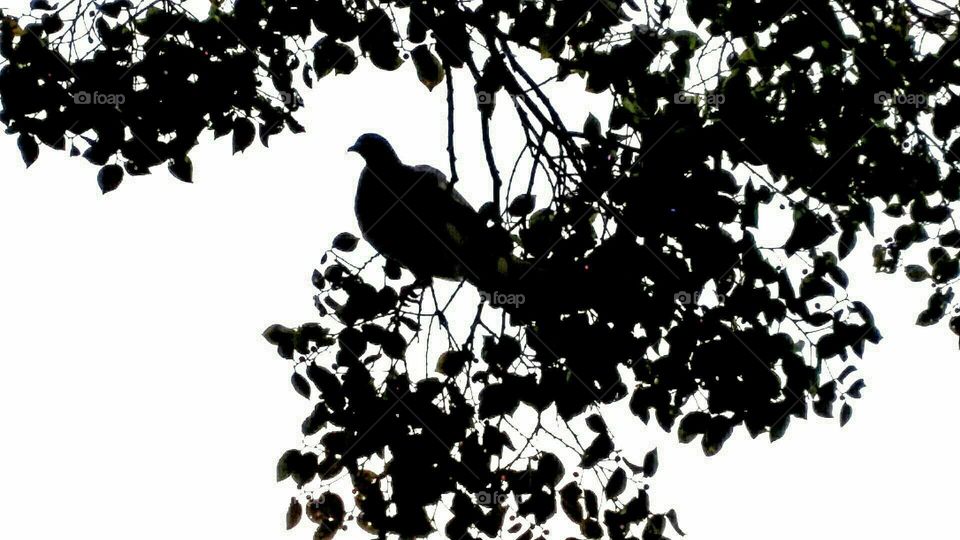 Pigeon on a tree...