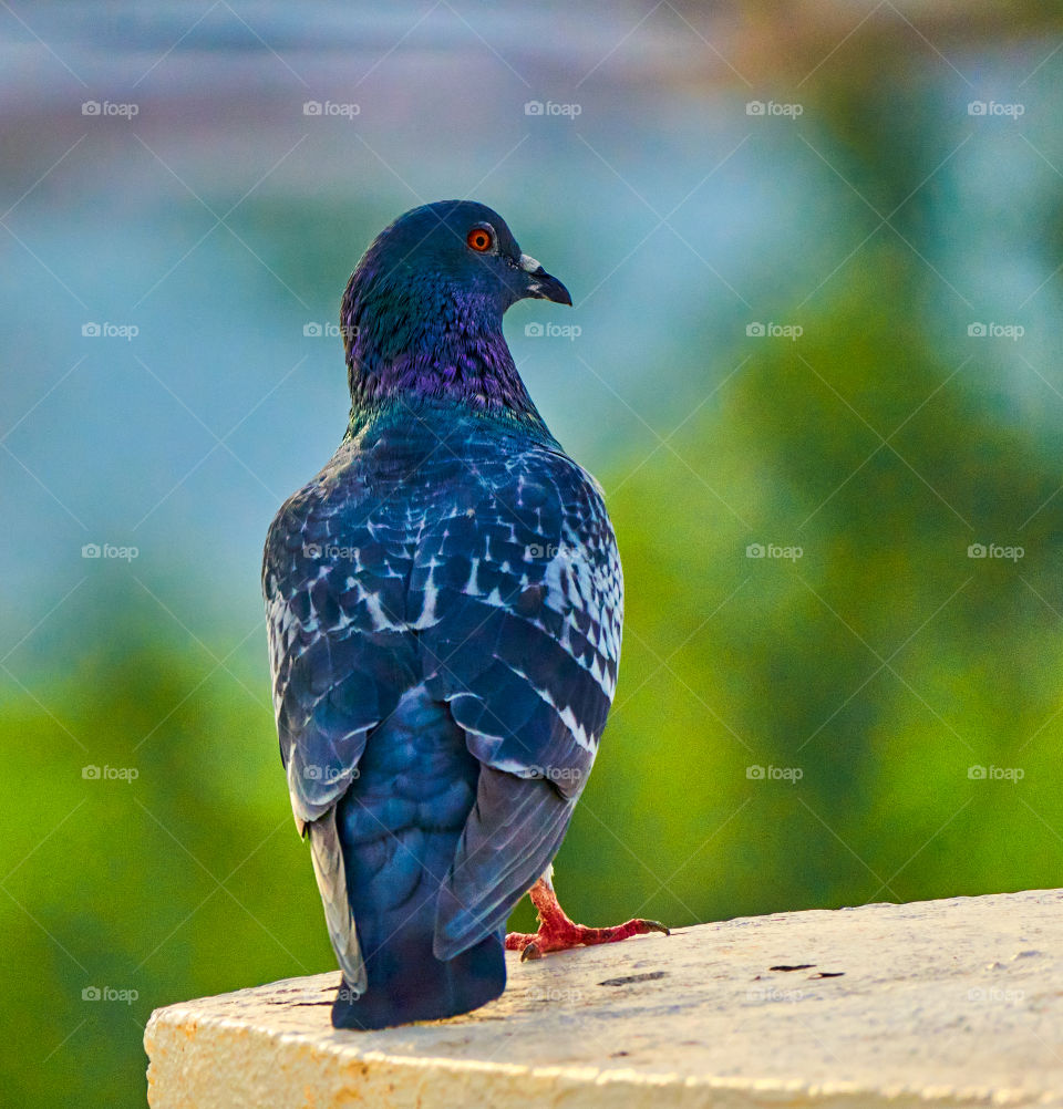 Bird photography  - Dove  - back pose