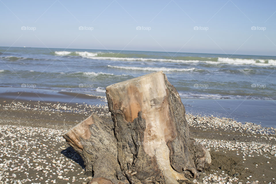 Tree trunk on the beach