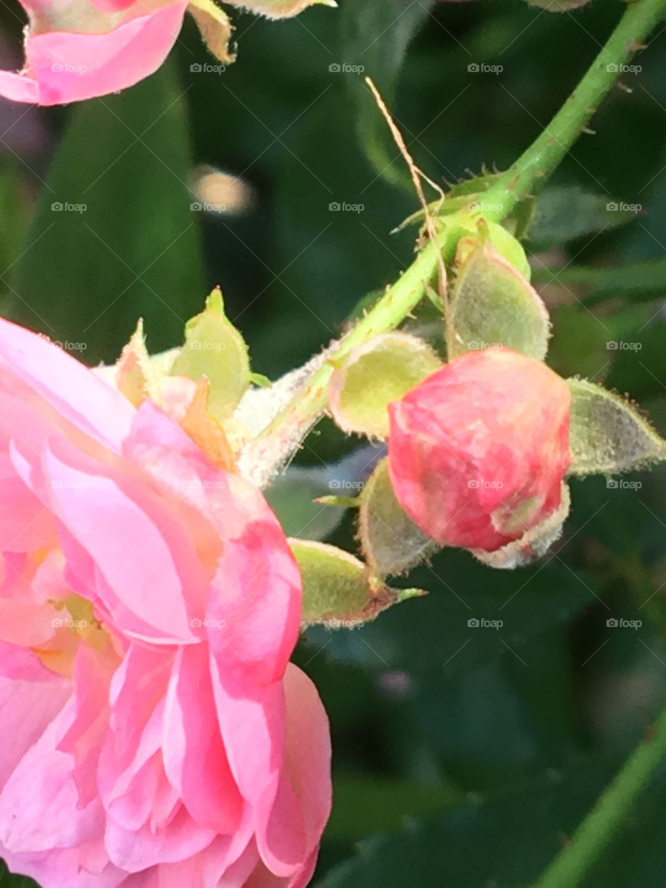 Flower, Flora, Nature, Leaf, Garden