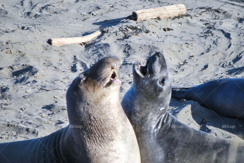 sea seal