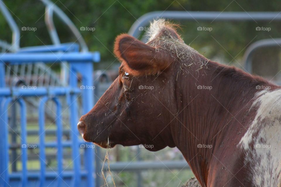 Close-up of a cow