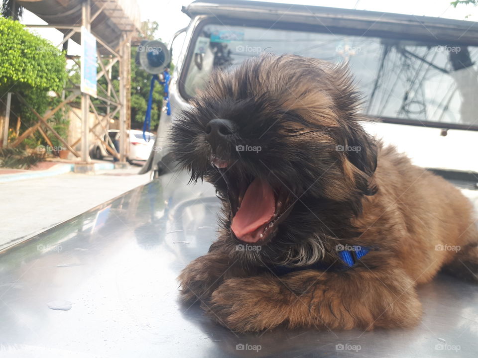 cute roaring 🐶😁😍