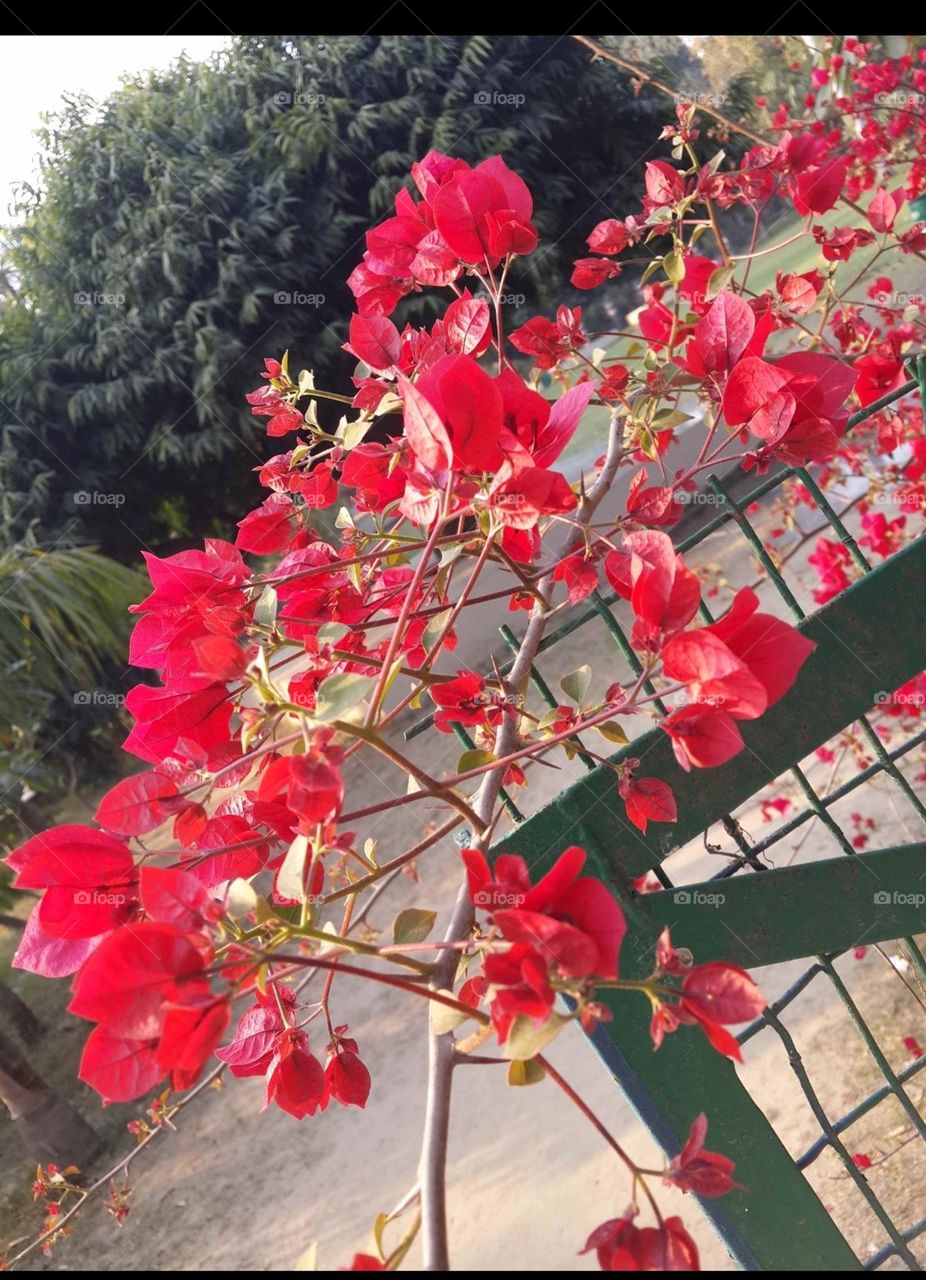 Let me branch out a little