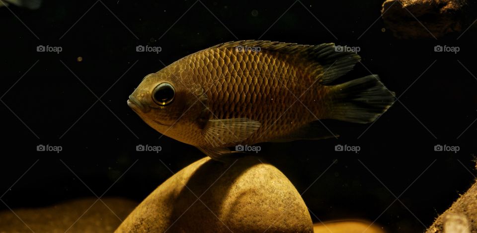 Malabar leaf fish, Marginatus