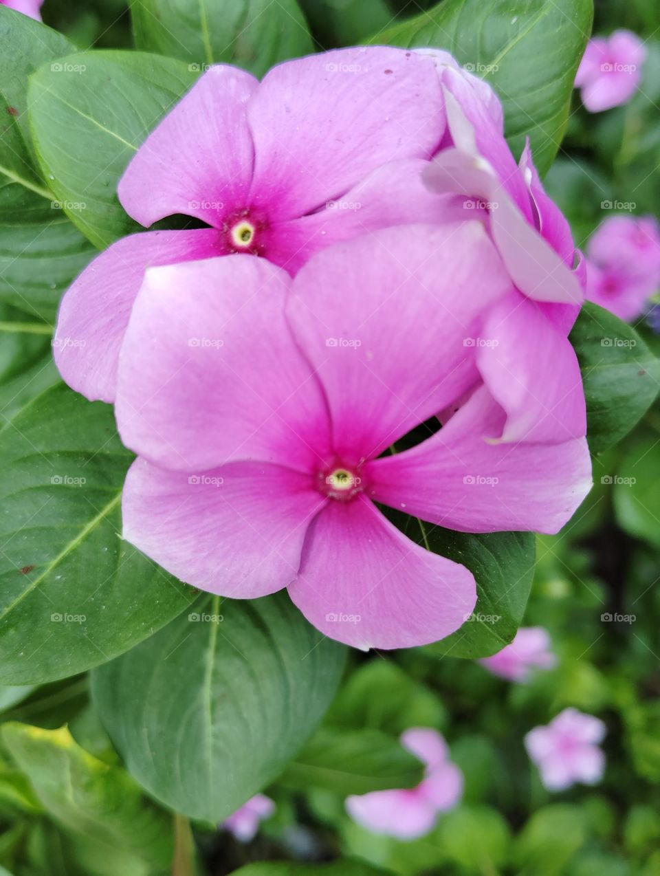periwinkle pink flower seasonal fresh shurb small size looks very beautiful generally found everywhere