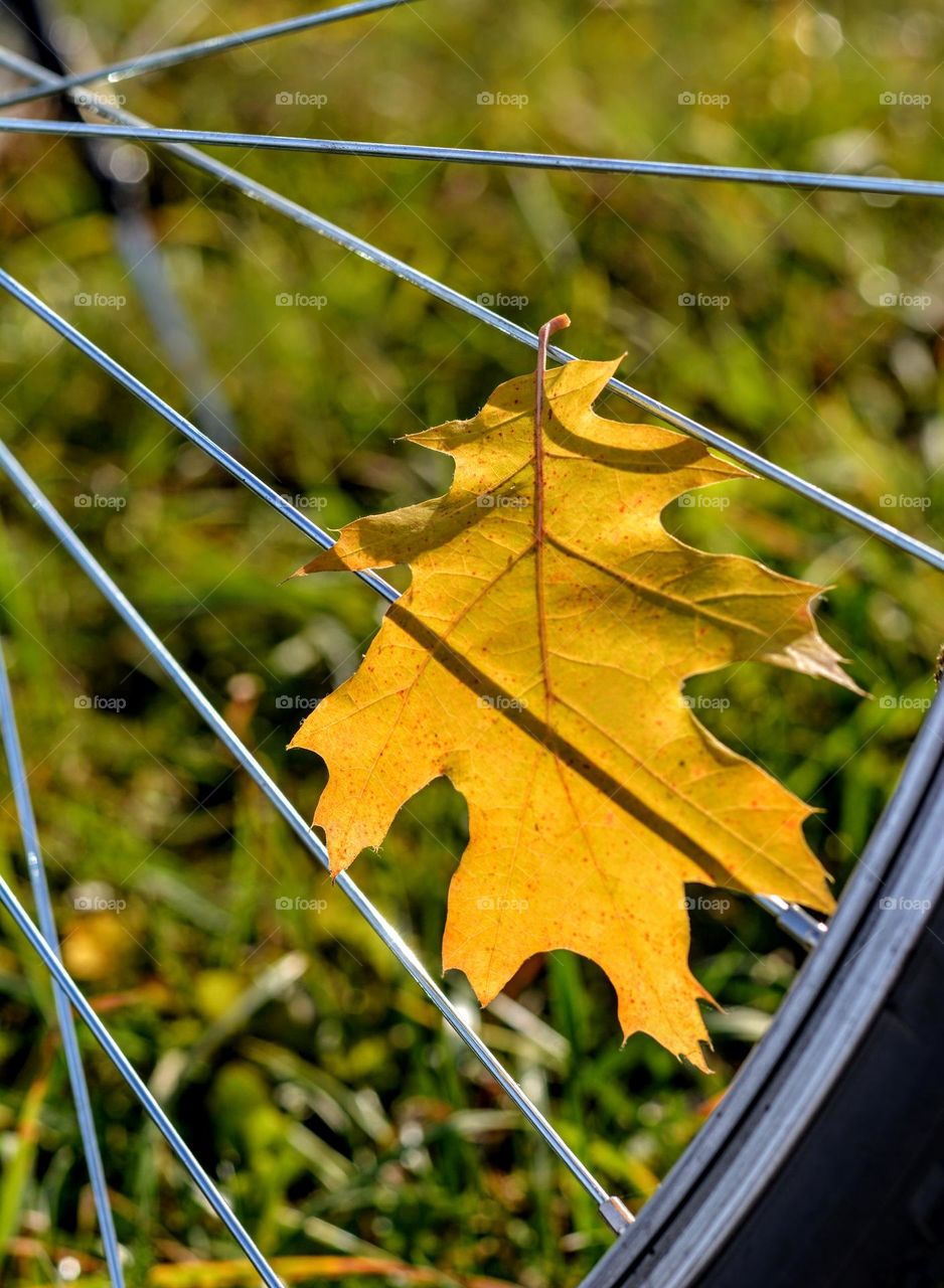 love autumn time lifestyle leaf in bike wheel