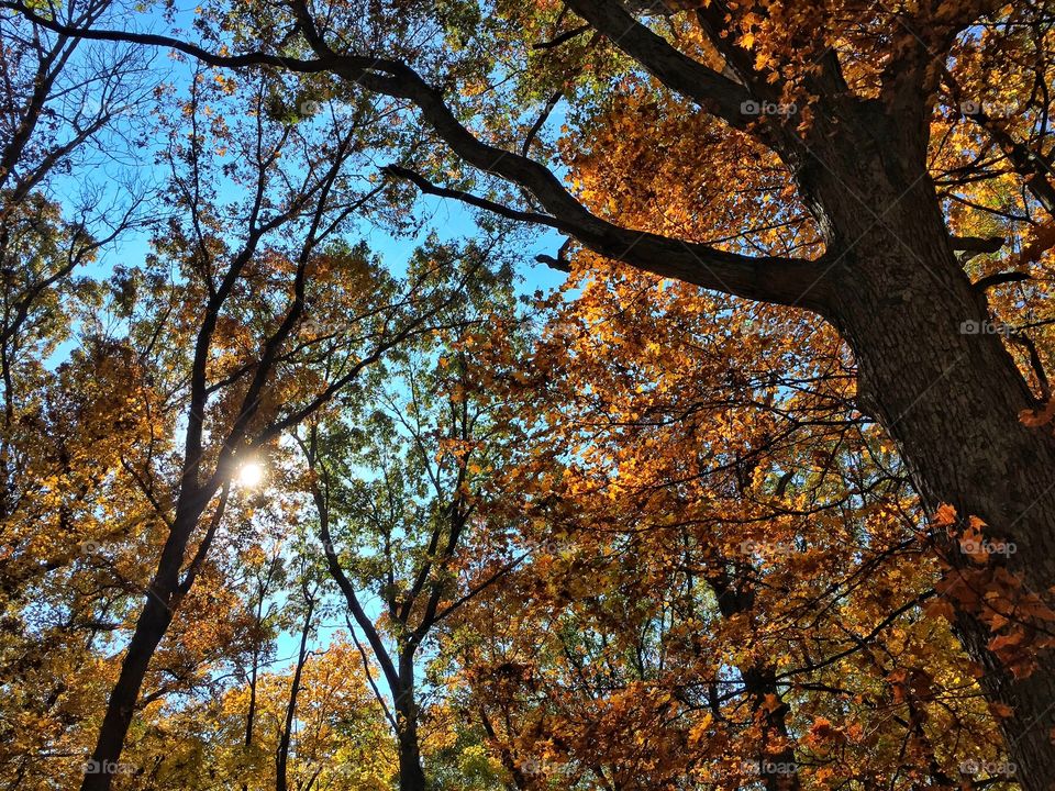 Fall hike thru the forest