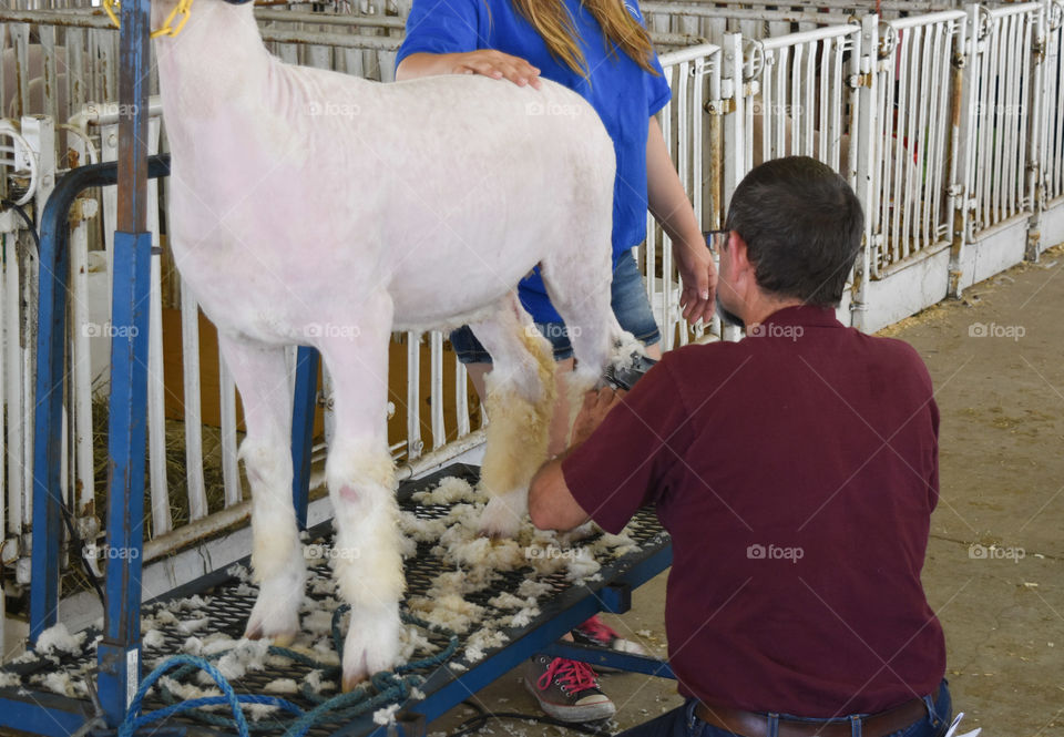 Shearing a sheep at the state / county fair