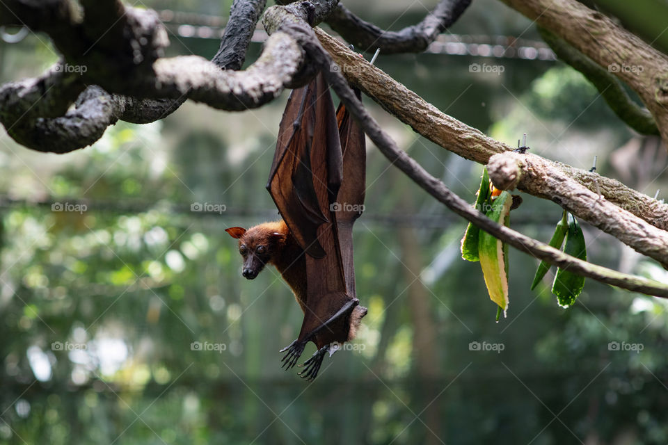 Cute flying fox is hanging on the branch.Wings and muzzle. Wild animal in jungle. Funny bat