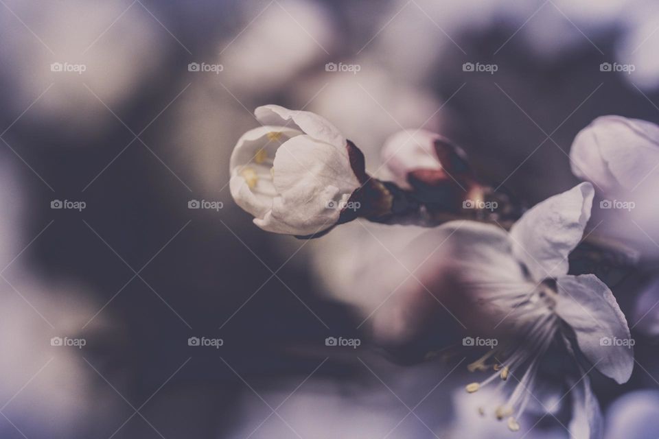 Macro shot of blooming bud at an early spring time