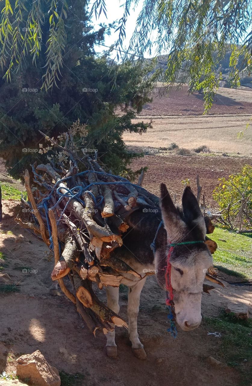 A donkey carrying wood for heating in the village
