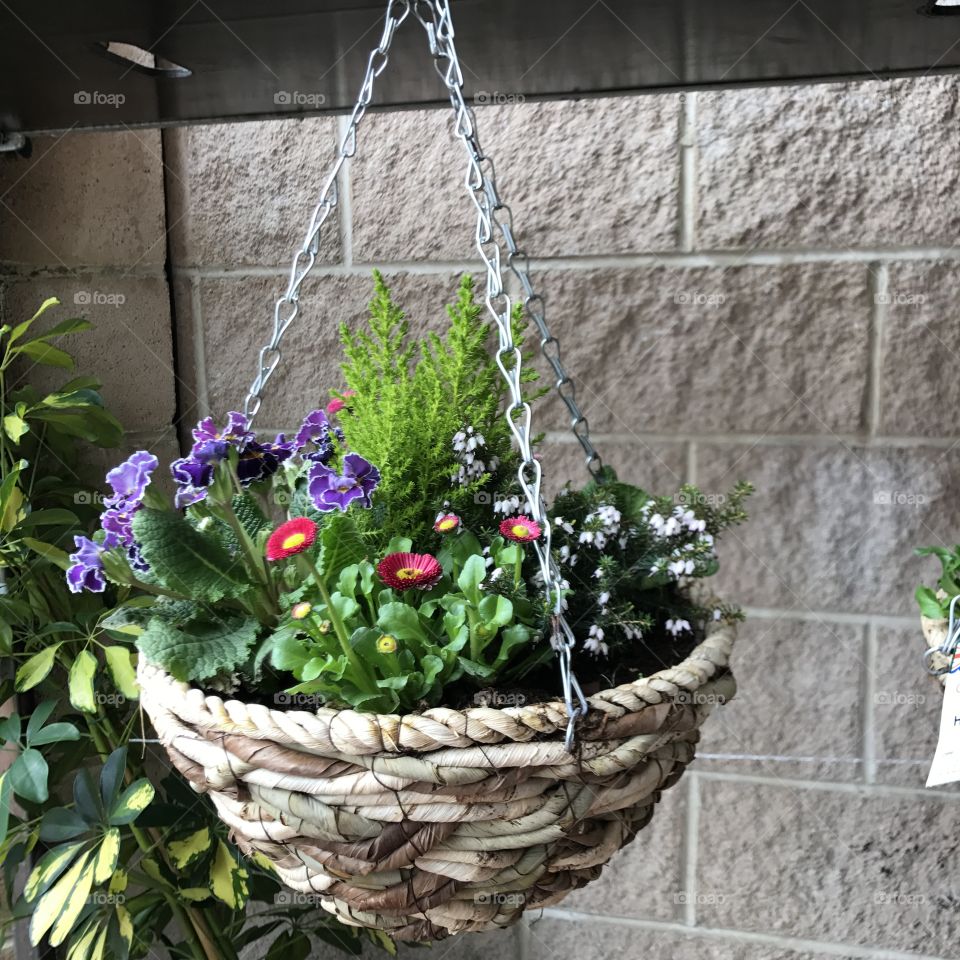 Pots-plants-flowers-home-house-indoor 