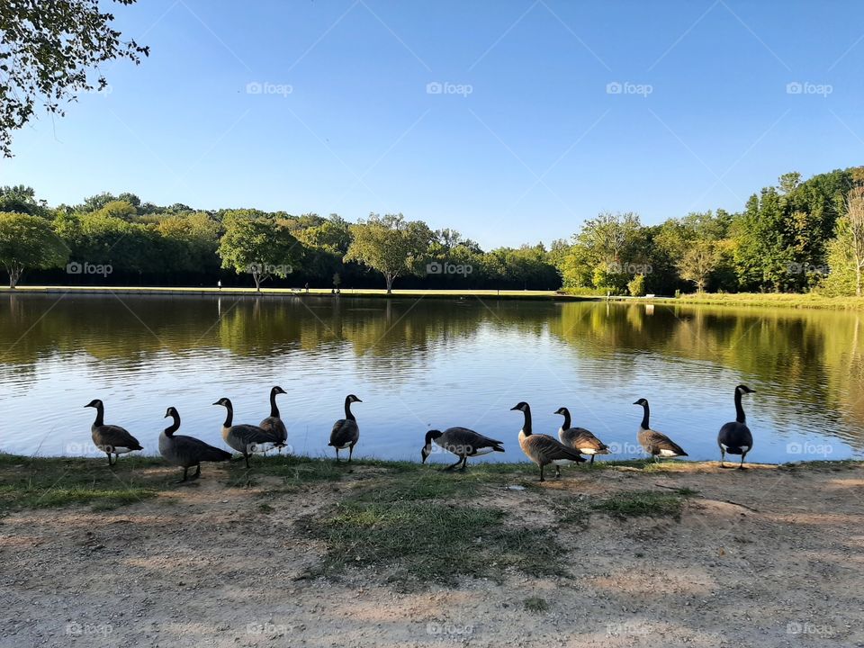Lake.Geese.  True nature.No filter.