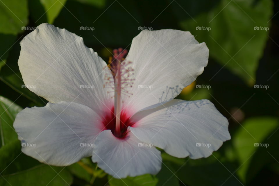 flower with pistill