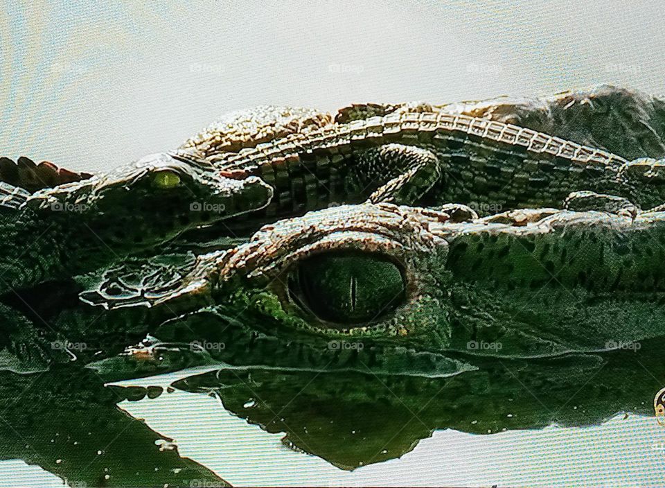 one crocodile photography