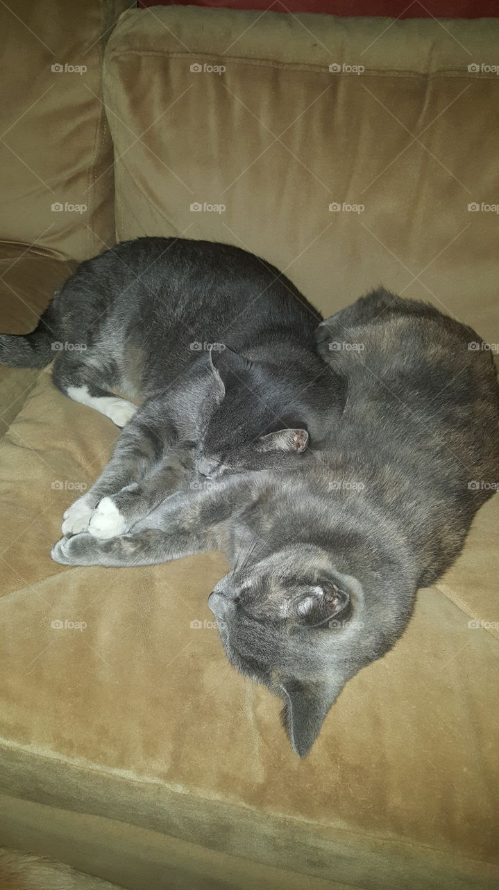 cats snuggling and holding hands