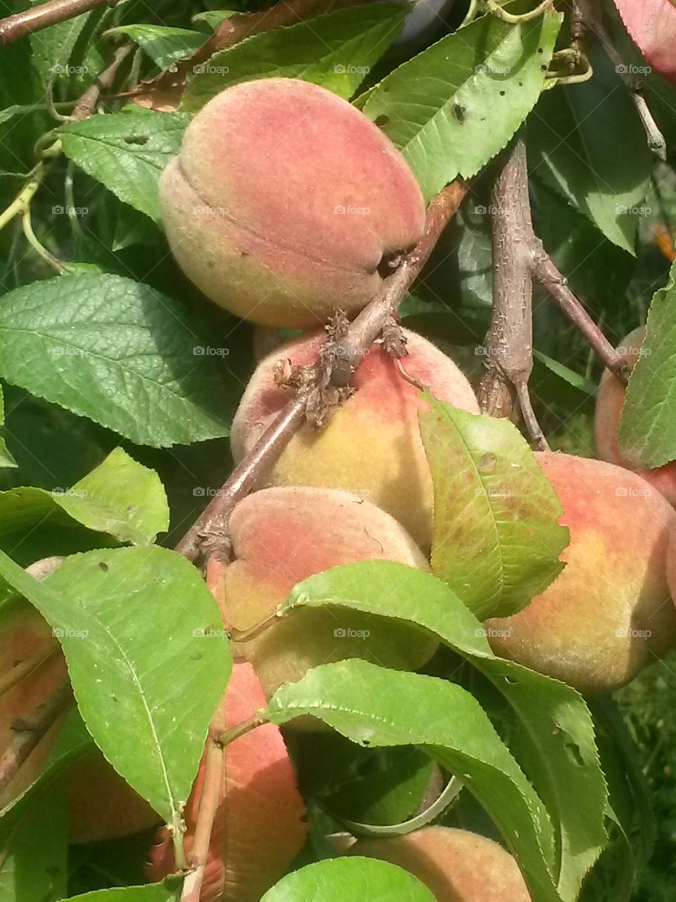 The peaches