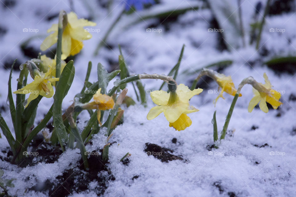 Yellow Daffodil flowers on snow