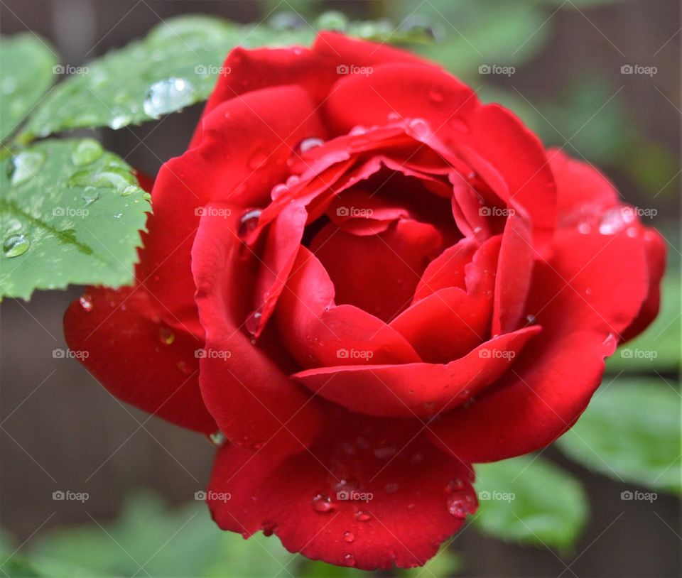 Rain drops on rose