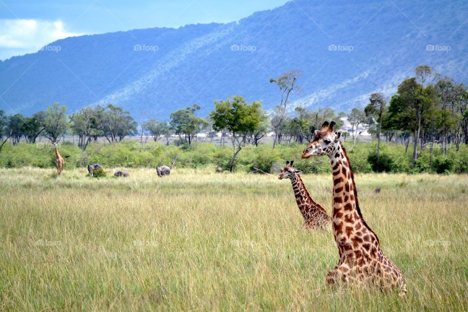 View of giraffe in landscape