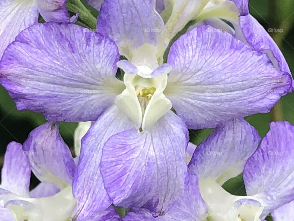 Purple Flowers 