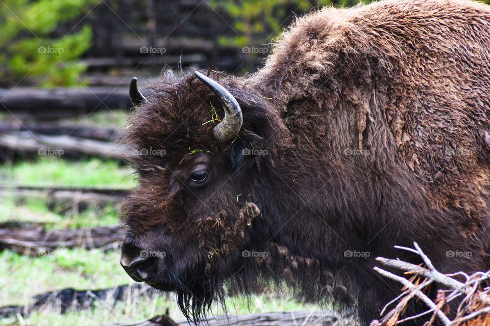 wild buffalo up close