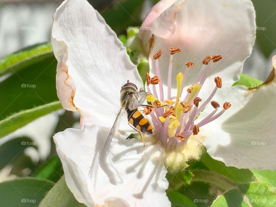 Bee pollinating flower