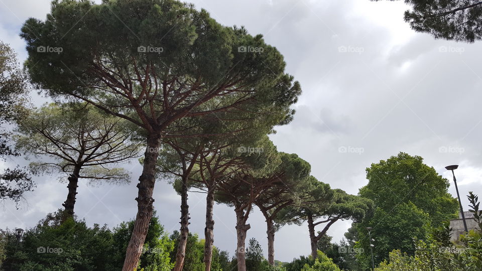 Stone pines of Pompeii