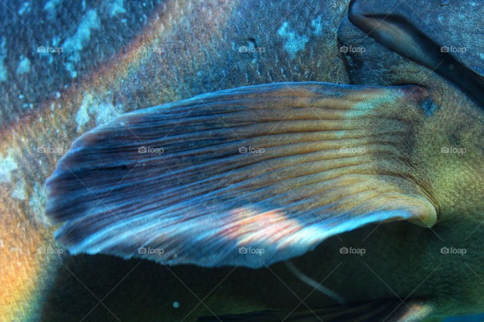 rainbow fish scales