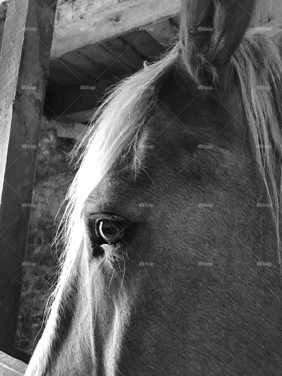 Horse close up 