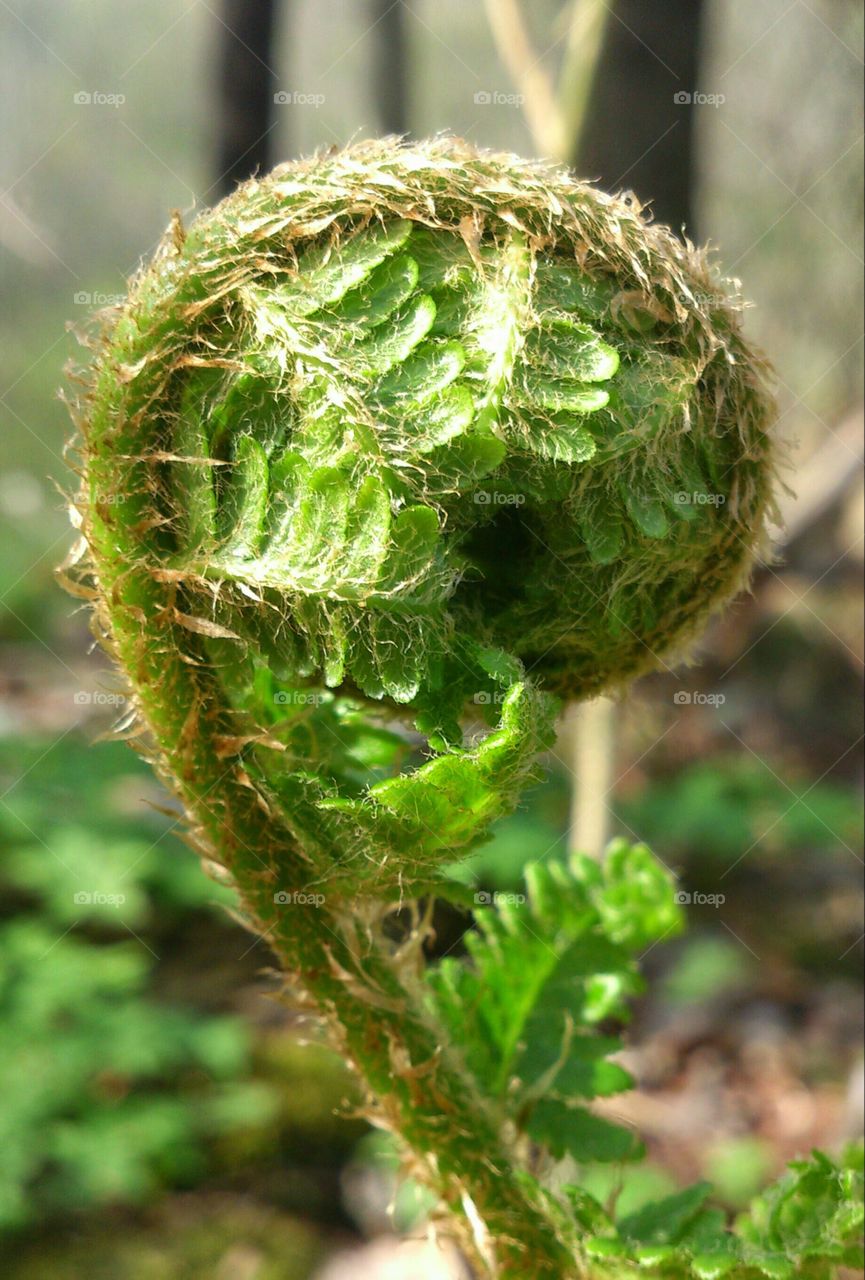 Fern leaf waking