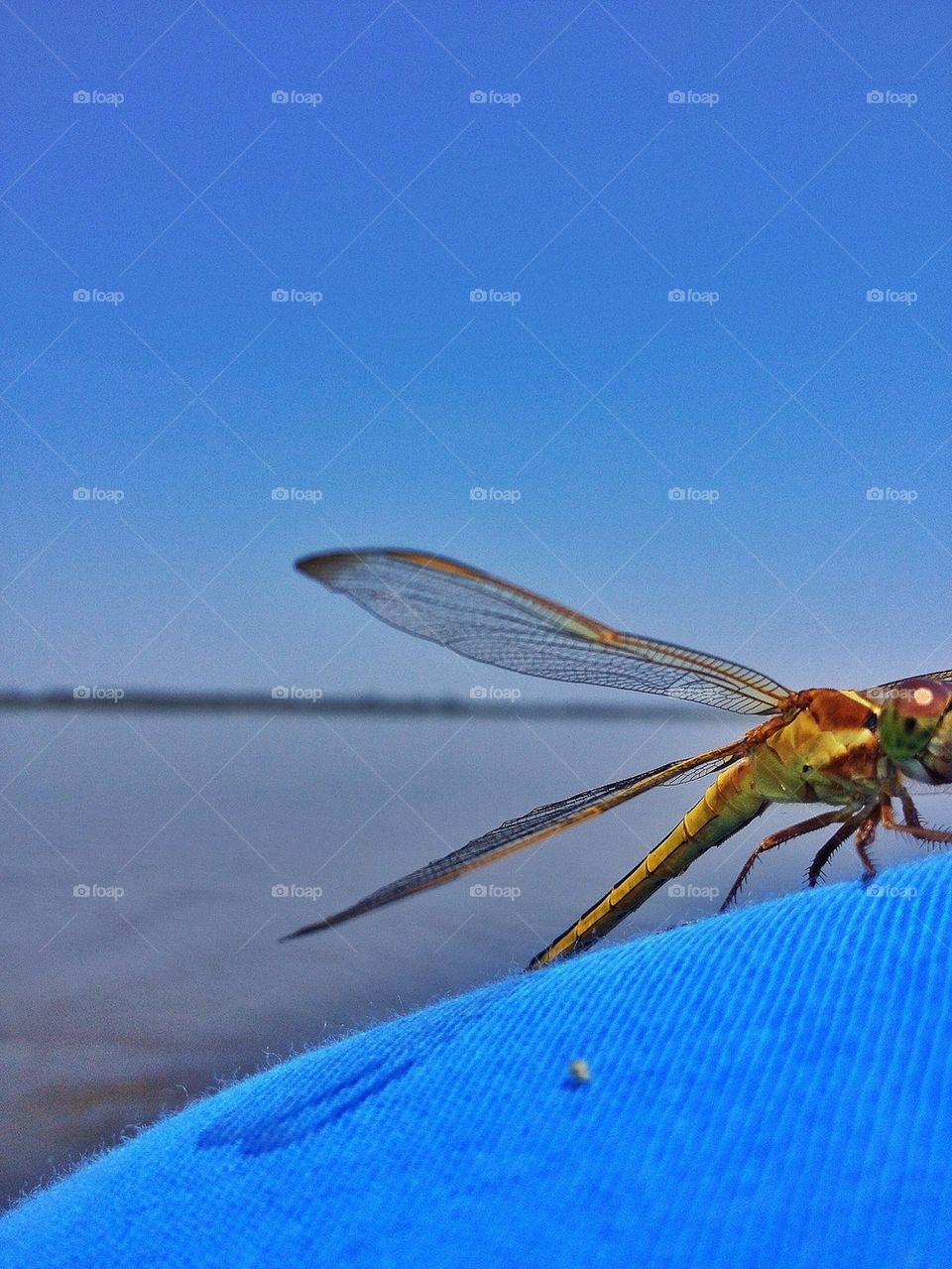 Dragonfly