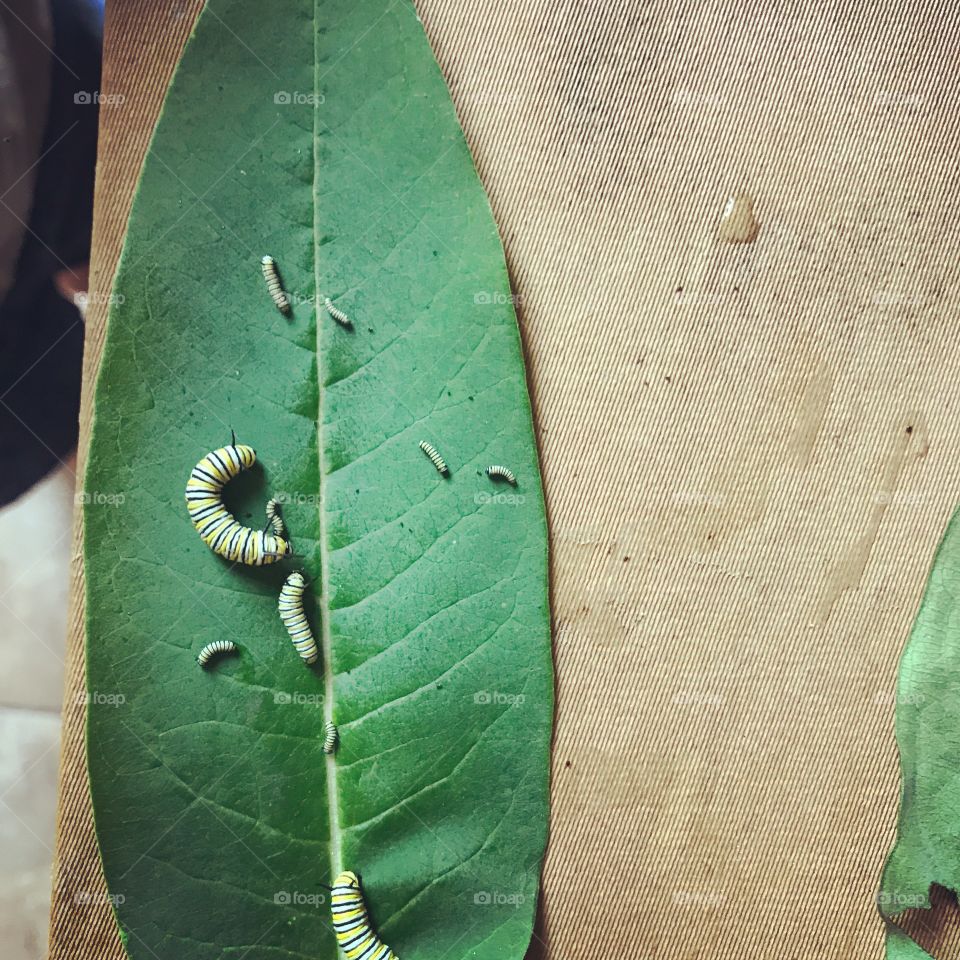Monarch caterpillars 