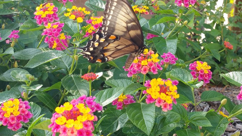 Butterfly In Blossoms