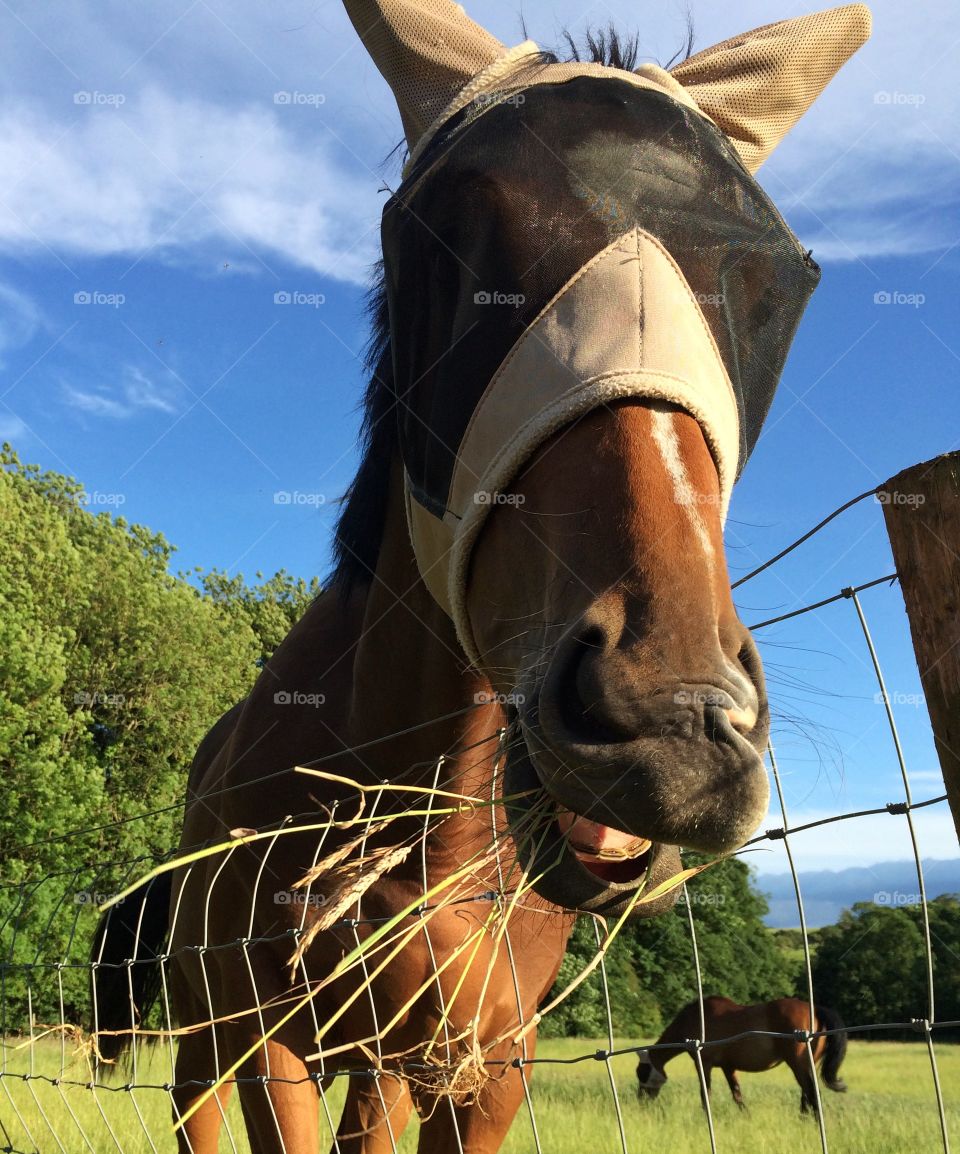 Laughing Horse. I was walking along a bridle way when this horse decided to eat some grass on my side .... He looks like he is smiling?