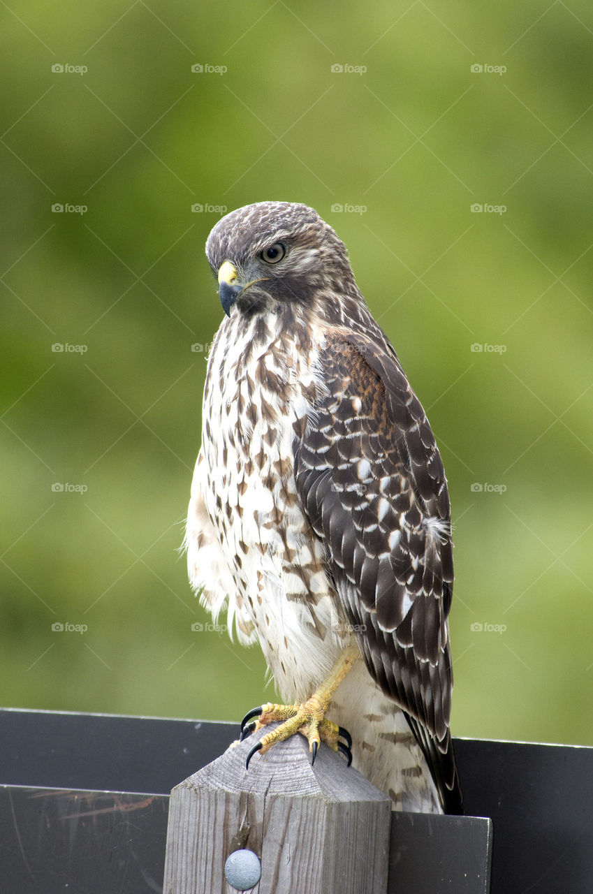 Red Tailed Hawk 2
