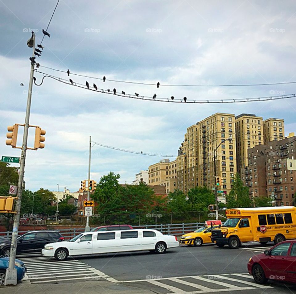 Pigeons bronx ny 

