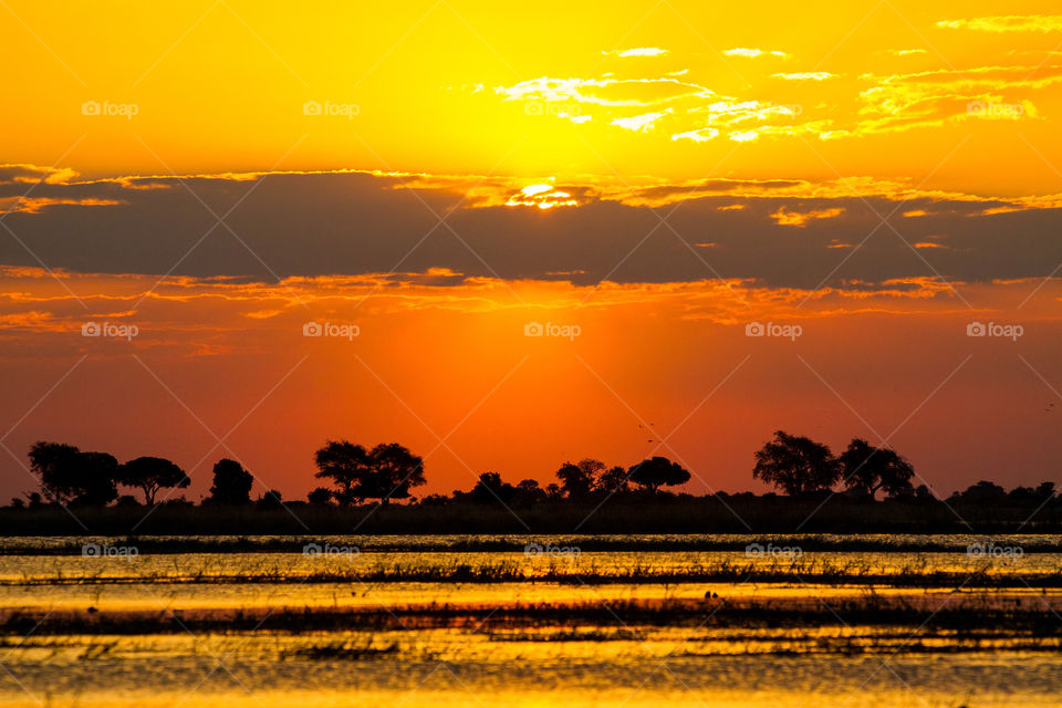 Sunset over the Chobe river in Botswana with gold yellow and red sky and trees silhouette on the horizon