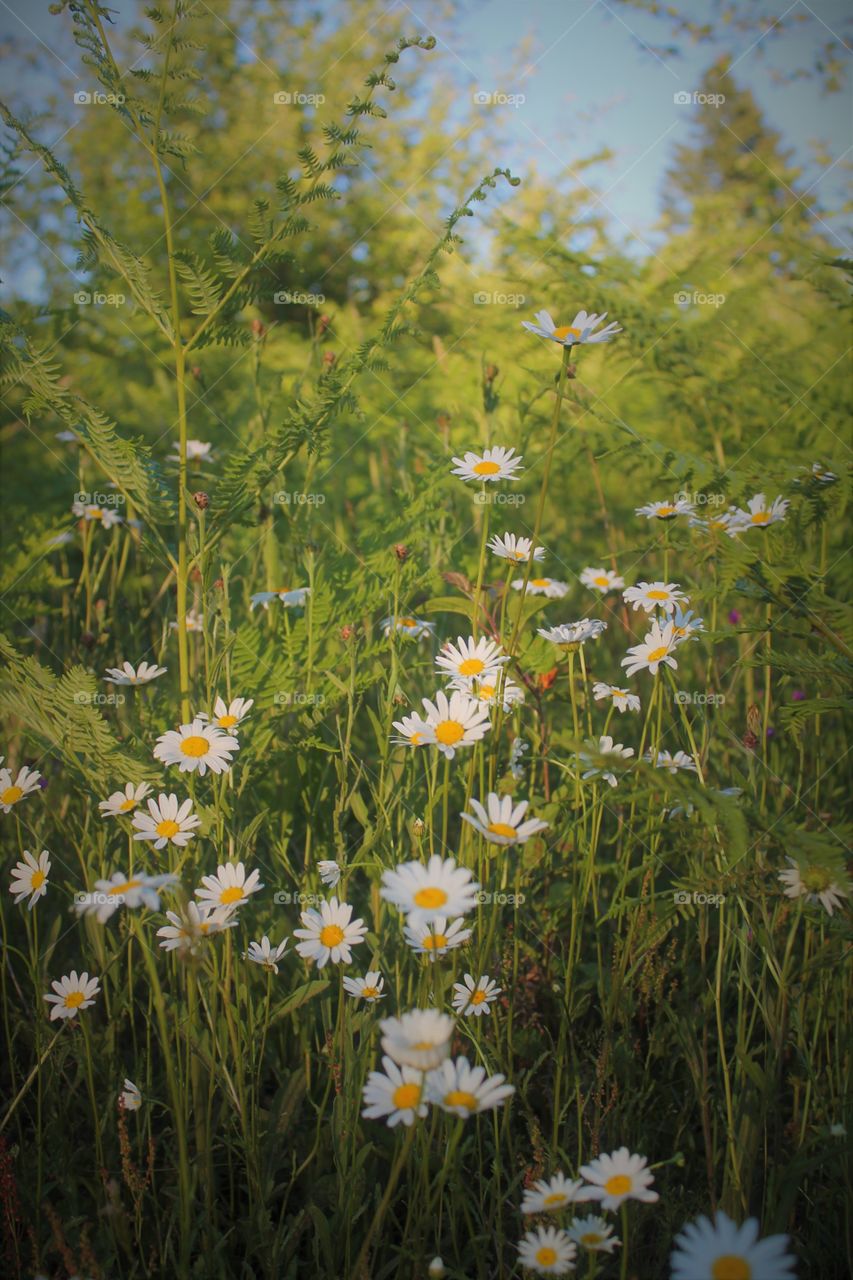 daisy's in a field
