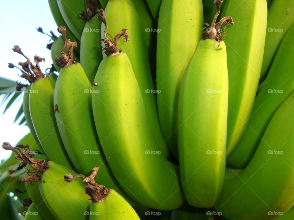 Banana bunch in Zambia