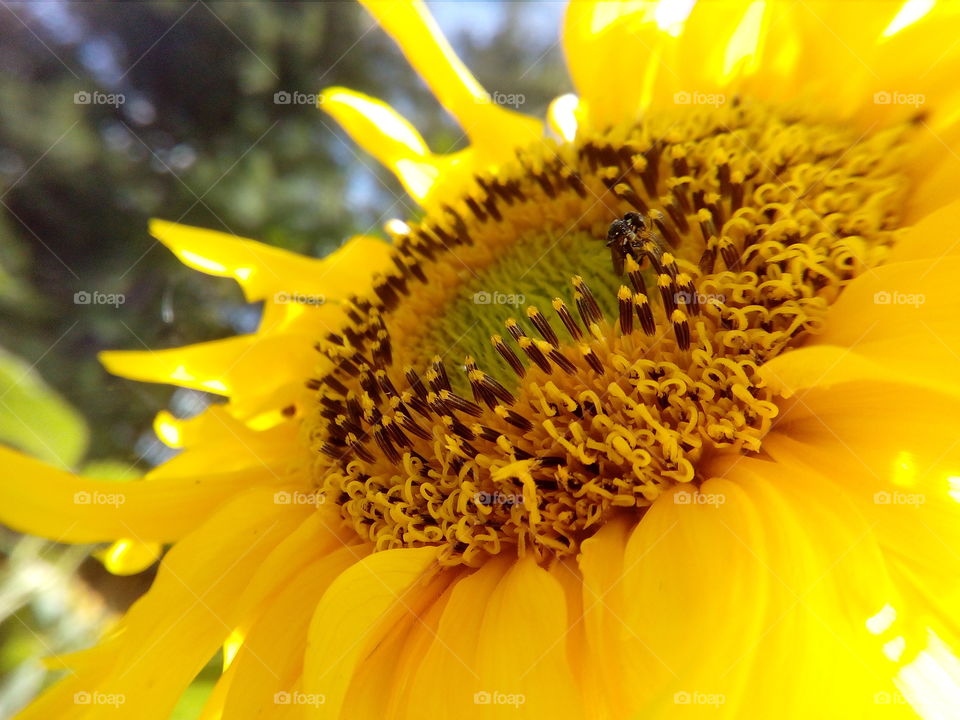 lovely sunflower