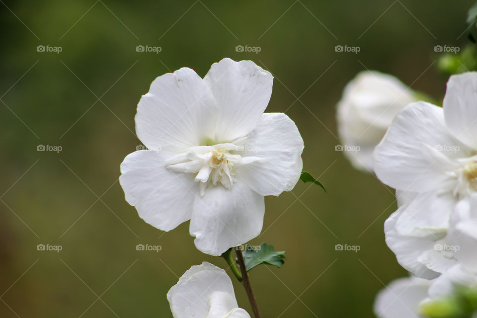 White flower!