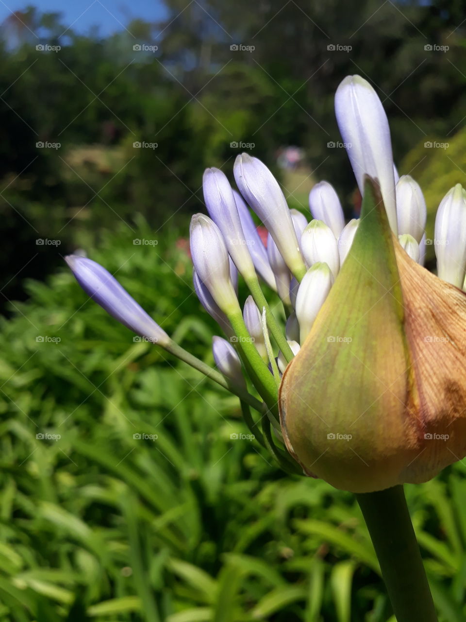 agapanthus