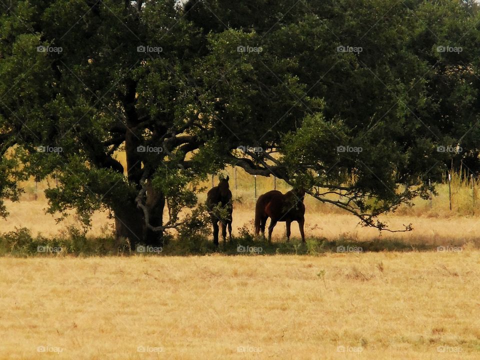 horse shade. These horses were having a hay day. 👣 🚶 🏃 🔥 💨