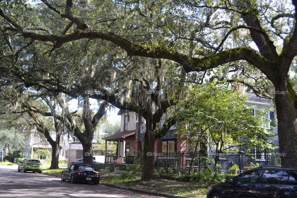 Vintage homes behind a canopy of huge oak trees