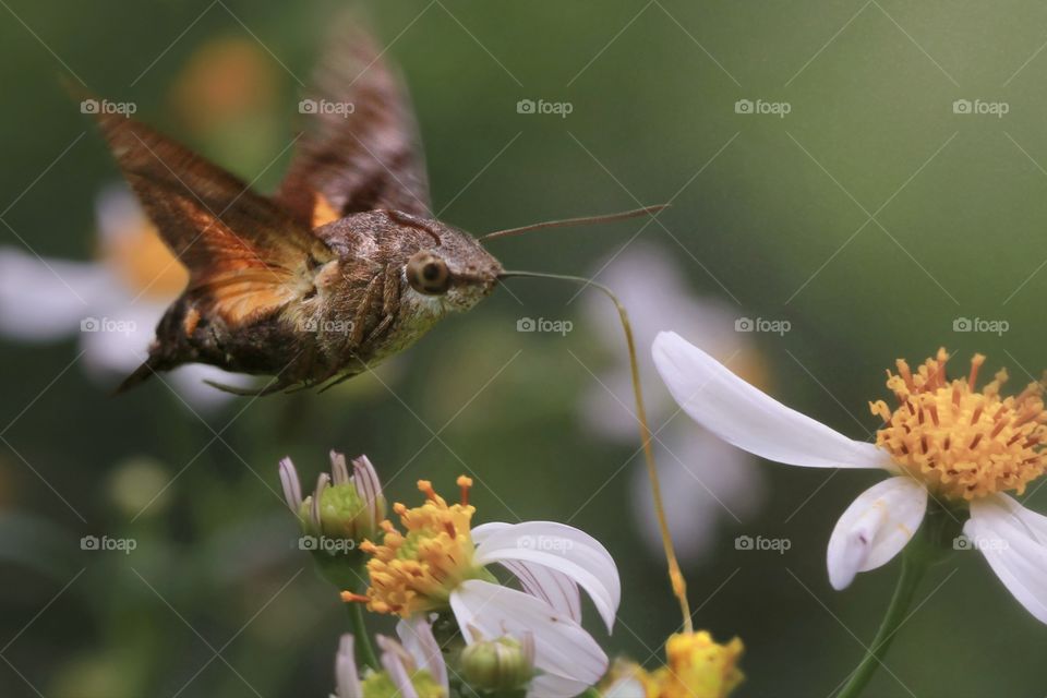 hummingbird hawk moth looking for nectars